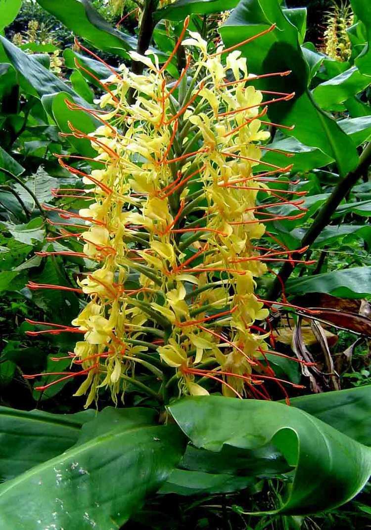 Hedychium gardnerianum Hedychium gardnerianum Seeds Kahili Ginger KerGawl Seeds