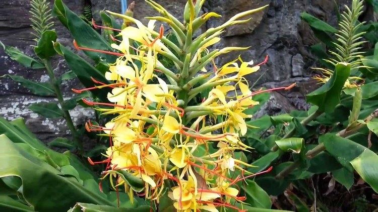 Hedychium gardnerianum Hedychium gardnerianum Kahili Ginger Ginger Lily HD 02 YouTube