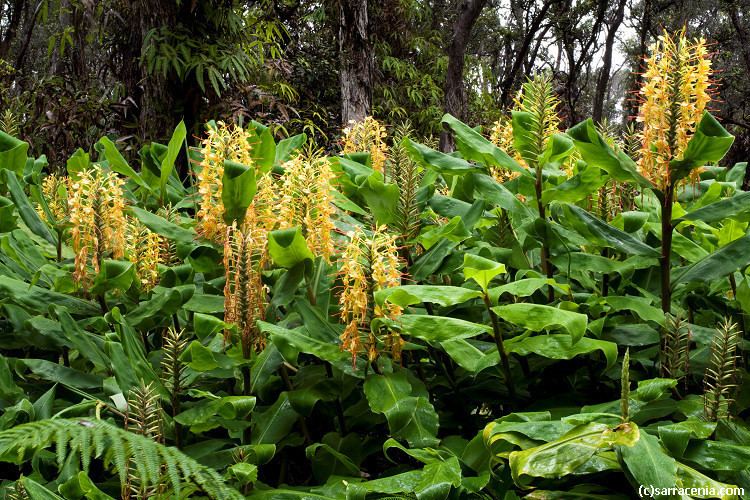 Hedychium gardnerianum Hedychium gardnerianum Kahili ginger lily