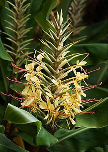 Hedychium gardnerianum httpsuploadwikimediaorgwikipediacommonsthu