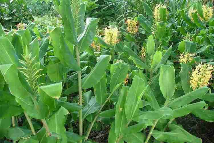 Hedychium gardnerianum Hedychium gardnerianum