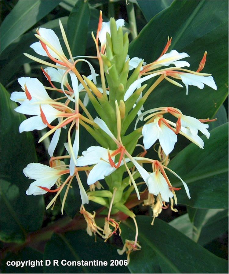 Hedychium spicatum Hedychium spicatum BWJ 8116 images