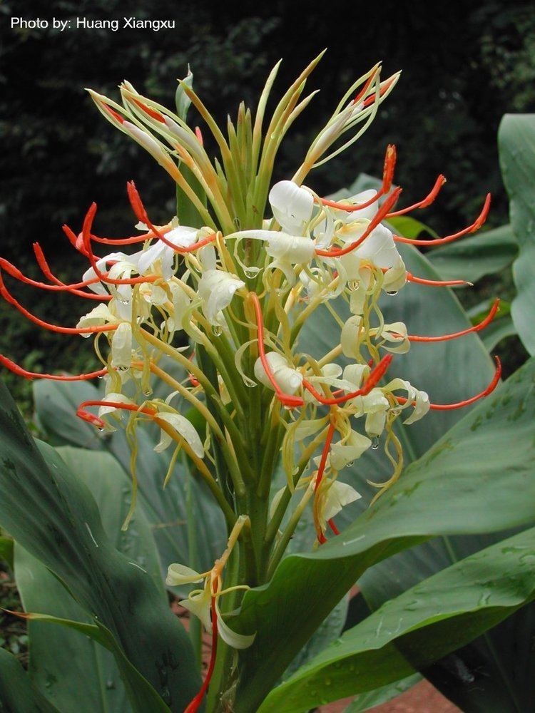 Hedychium spicatum florahuhharvardeduFloraDataGallery1094Hedyc