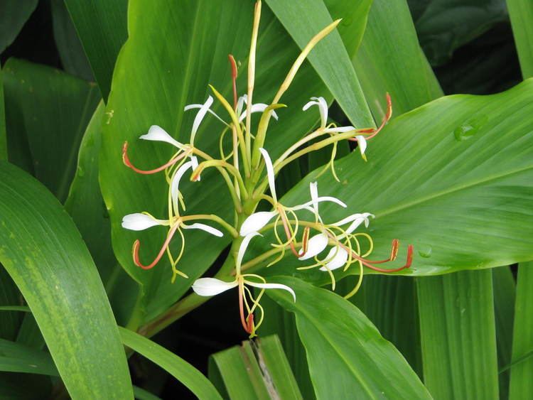 Hedychium spicatum Hedychium spicatum Useful Tropical Plants