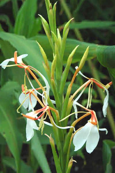 Hedychium spicatum Hedychium SpicatumHedichium explorepharma