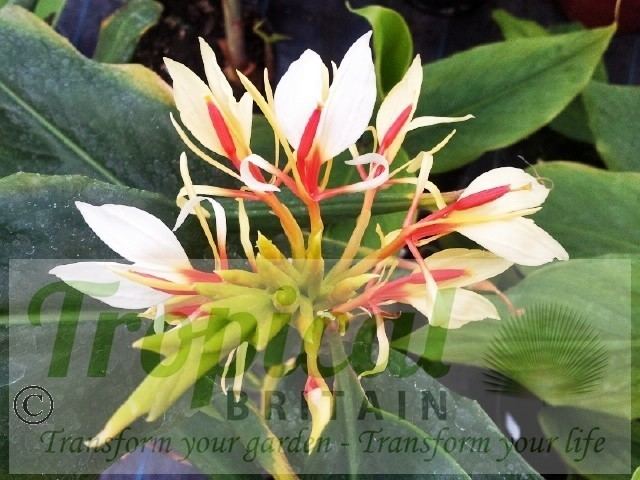 Hedychium spicatum Hedychium spicatum from Tropical Britain Himalayan Spiked Ginger