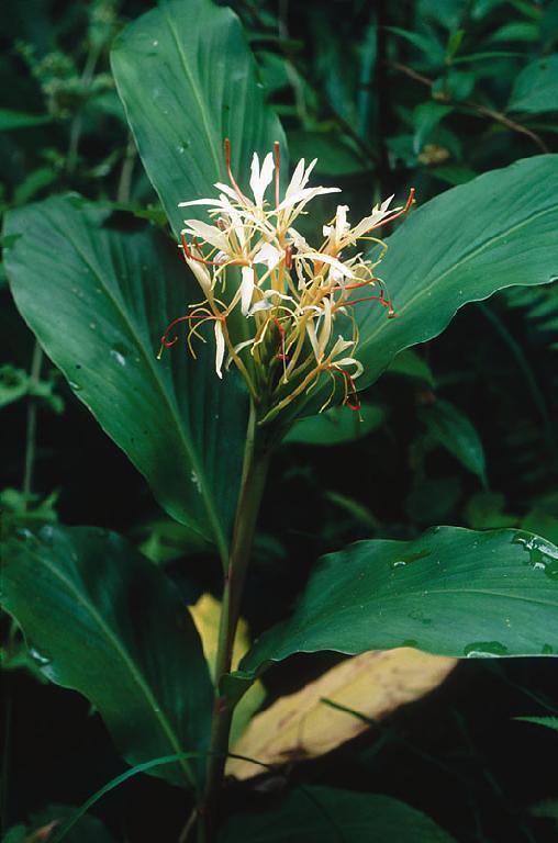 Hedychium spicatum Hedychium spicatum in Flora of China eflorasorg