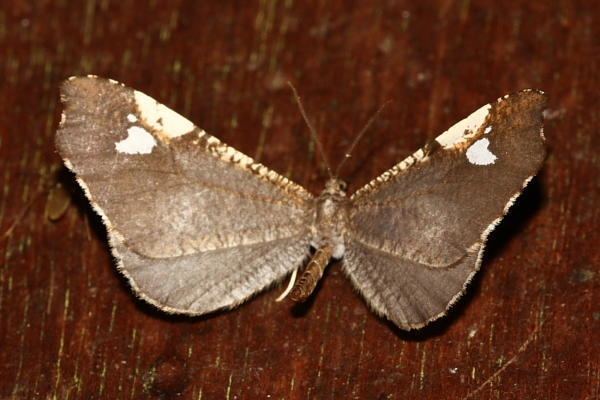 Hedylidae Butterfly Moth Macrosoma subornata Hedylidae photo Stephen Luk