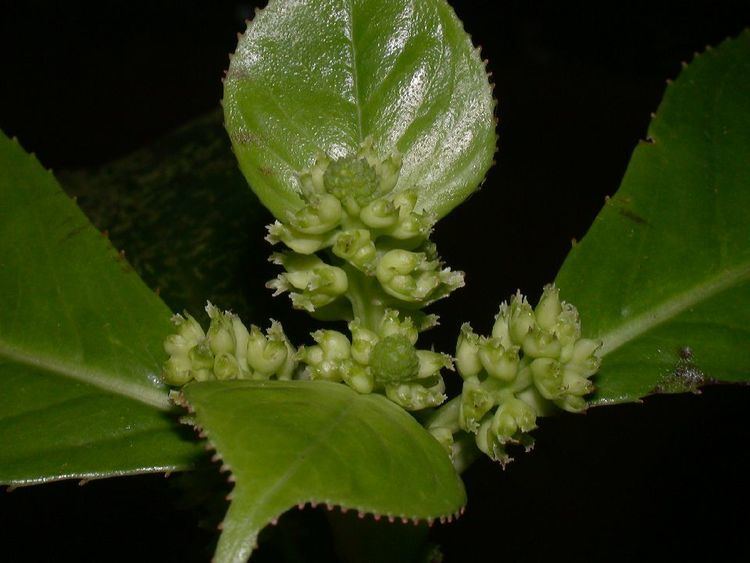 Hedyosmum Hedyosmum Chloranthaceae image 3057 at PlantSystematicsorg