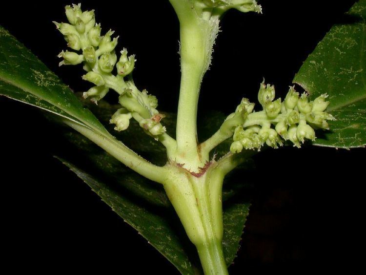 Hedyosmum Hedyosmum Chloranthaceae image 3053 at PlantSystematicsorg