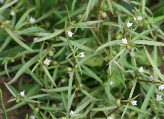 Hedyotis Chinese Anticancer Herb Proves Its Prowess Against Leukemia Heal