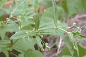 Hedyotis Hedyotis Diffusa