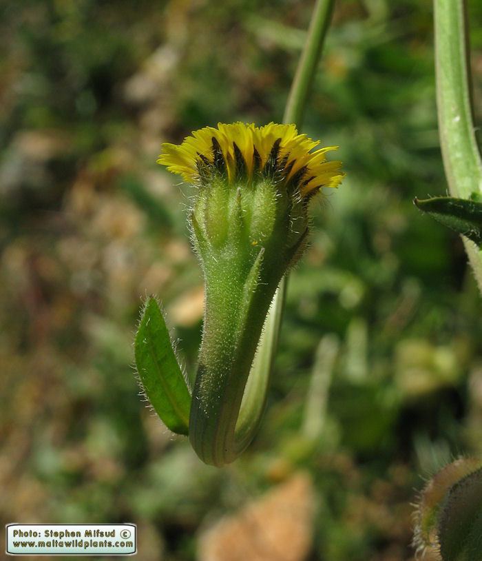 Hedypnois Wild Plants of Malta amp Gozo Plant Hedypnois cretica Variable