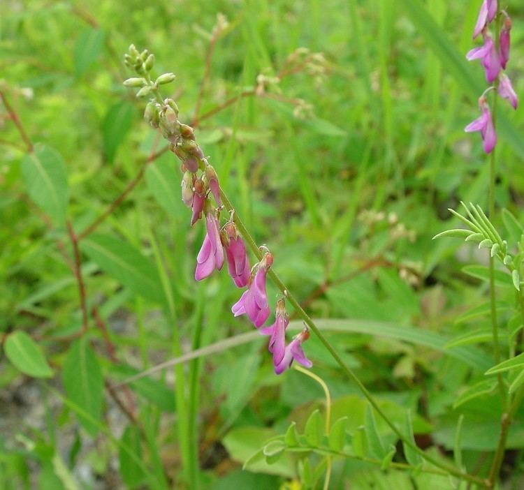 Hedysarum Hedysarum alpinum alpine sweetvetch Go Botany