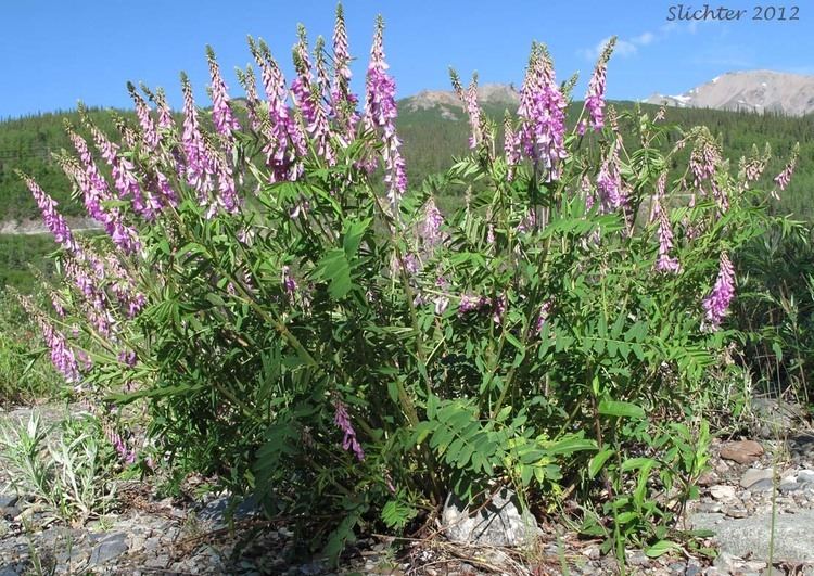 Hedysarum alpinum Alaska Carrot Alpine Sweetvetch Alpine Sweetvetch Indian Potato