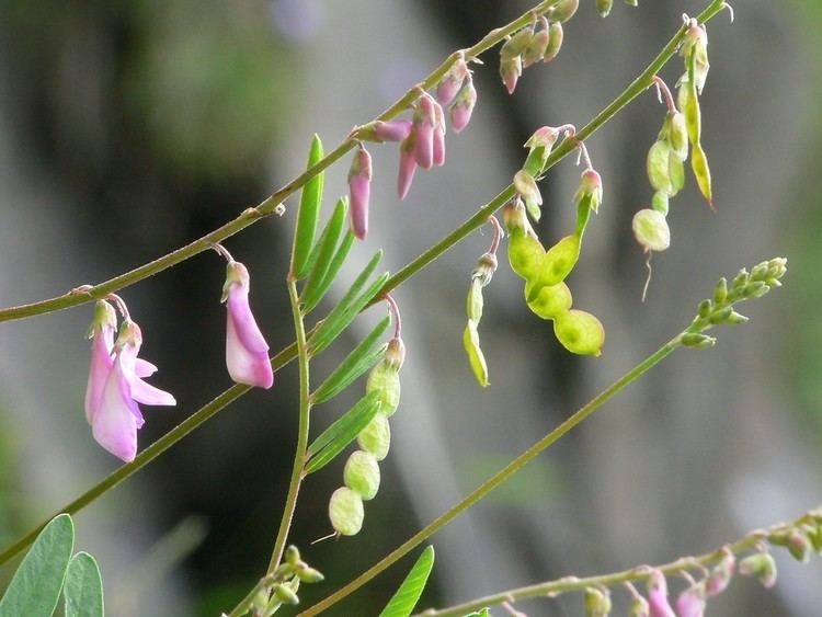 Hedysarum alpinum Hedysarum alpinum alpine sweetvetch Go Botany
