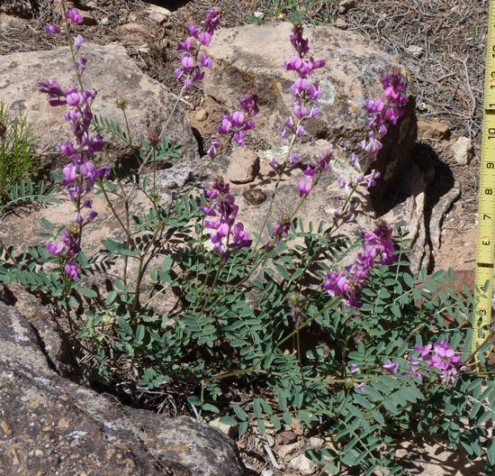 Hedysarum boreale Southwest Colorado Wildflowers Hedysarum