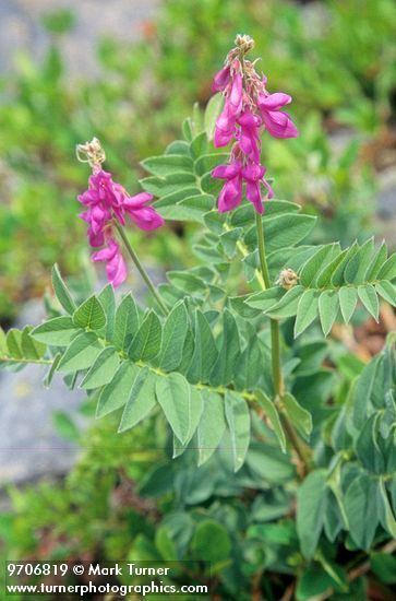 Hedysarum Hedysarum occidentale western sweetvetch Wildflowers of the