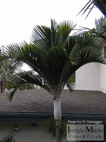 Hedyscepe Hedyscepe canterburyana the umbrella palm