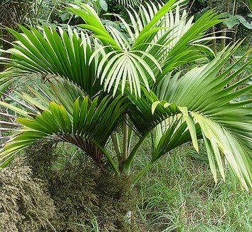 Hedyscepe Hedyscepe canterburyana Umbrella Palm Big Mountain Palm plant lust