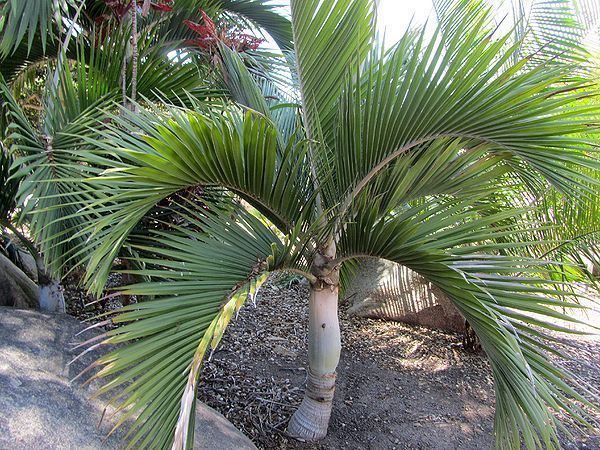 Hedyscepe Hedyscepe canterburyana Palmpedia Palm Grower39s Guide