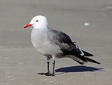 Heermann's gull httpsuploadwikimediaorgwikipediacommonsthu
