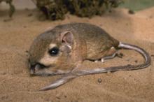Heermann's kangaroo rat httpsuploadwikimediaorgwikipediacommonsthu