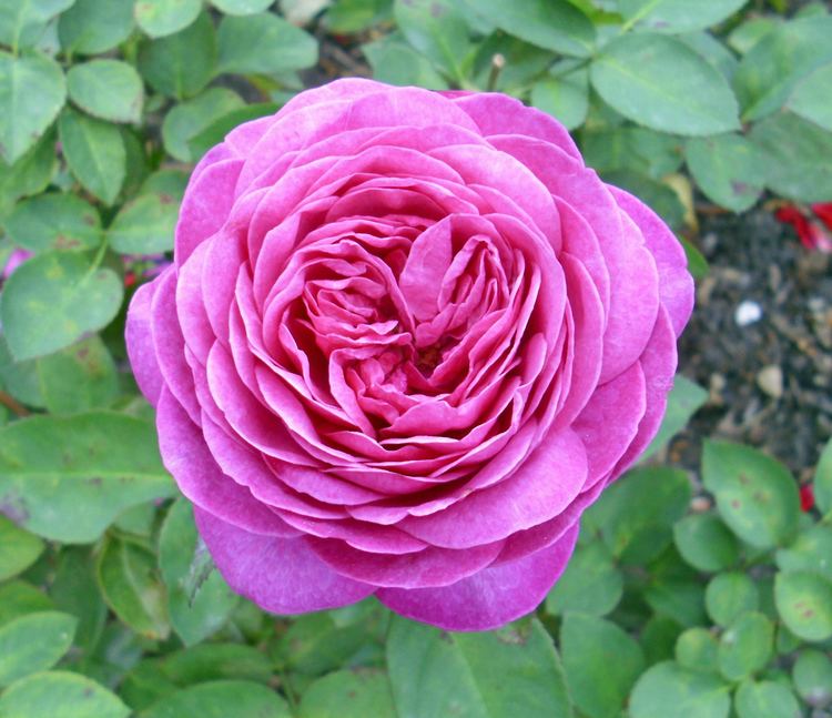 Heidi Klum rose httpsuploadwikimediaorgwikipediacommonsdd