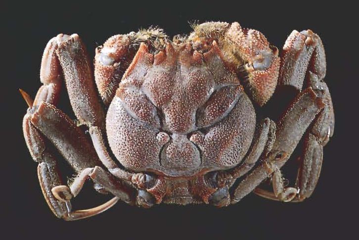 Heikegani Heikegani Crab Japan Crab with a human like face on it39s shell It