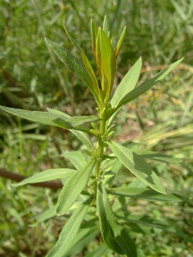 Heimia Growing Sinicuichi Heimia Salicifolia from Seed The