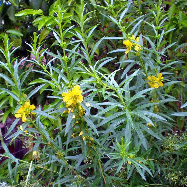 Heimia Heimia salicifolia Health effects and herbal facts