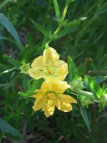 Heimia salicifolia httpsuploadwikimediaorgwikipediacommonsthu