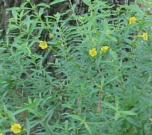 Heimia salicifolia Erowid Sinicuichi Vault FAQ heimia salicifolia Frequently Asked