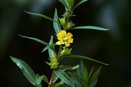 Heimia salicifolia Buy Sun Opener Sinicuichi Heimia Salicifolia Herbal Fire