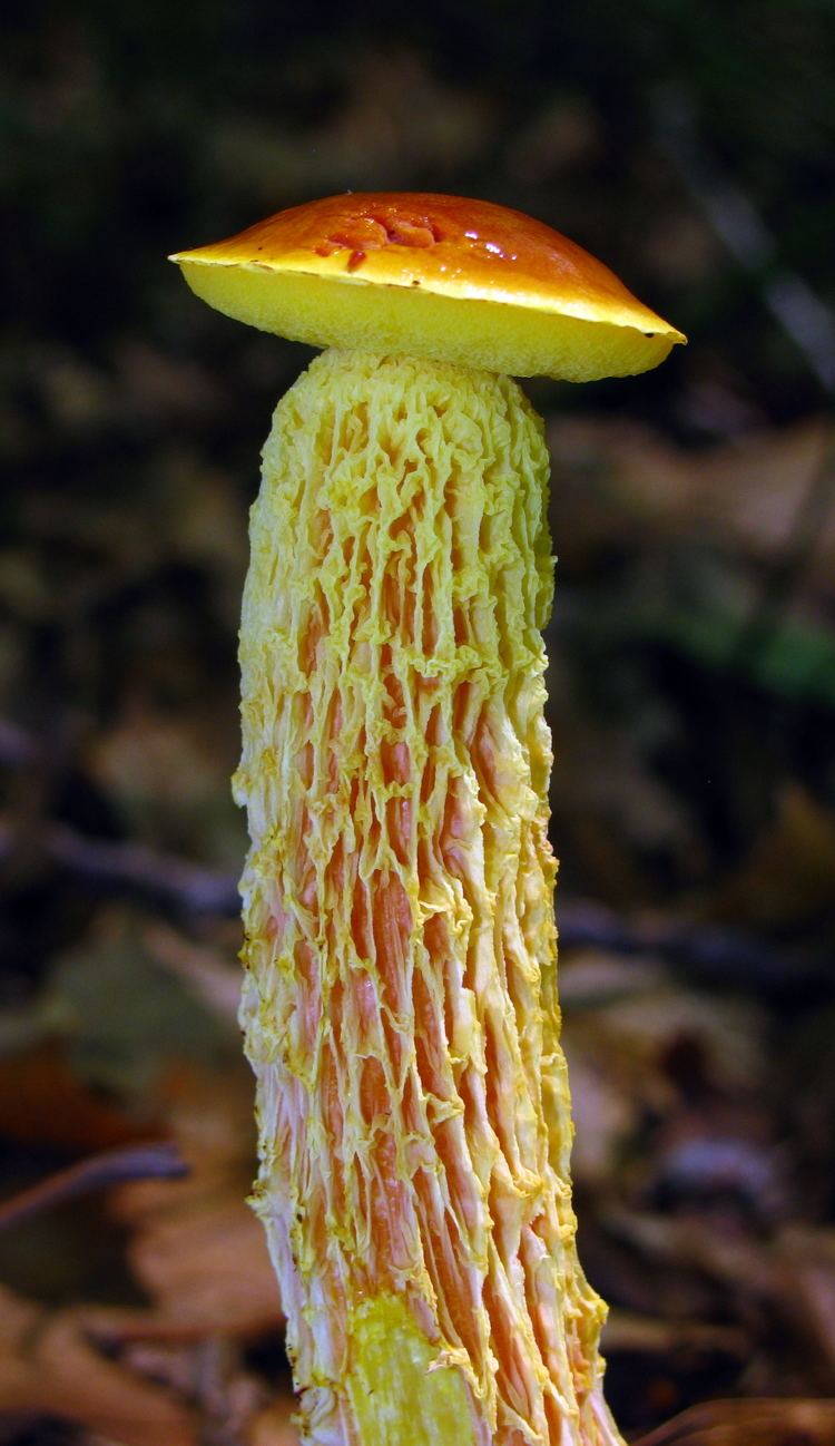 Heimioporus betula httpsuploadwikimediaorgwikipediacommons88