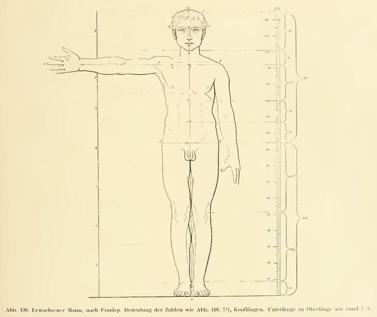 Heinrich Bulle Figure Drawing Der Schoene Mensch im Altertum by Heinrich Bulle