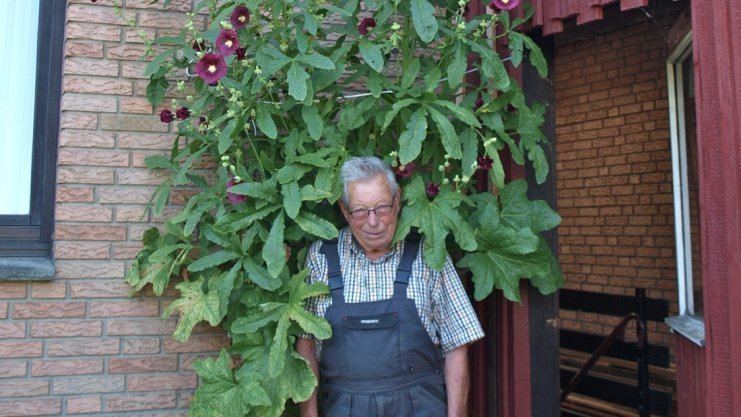 Heinrich Körting Stockrose wchst bis bers Dach Heinrich Krting aus Buer hat den