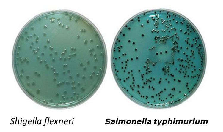 Hektoen enteric agar Hektoen Enteric agar Medical Laboratories