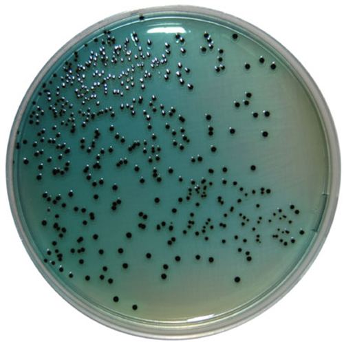 Hektoen enteric agar PP1520 Hektoen Enteric Agar E amp O Laboratories Ltd