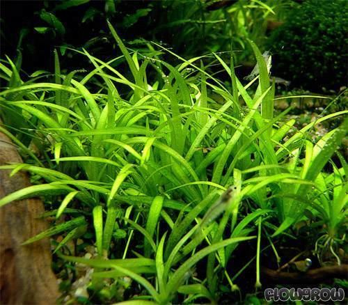 Helanthium Helanthium tenellum quotparvulumquot Flowgrow Aquatic Plant Database