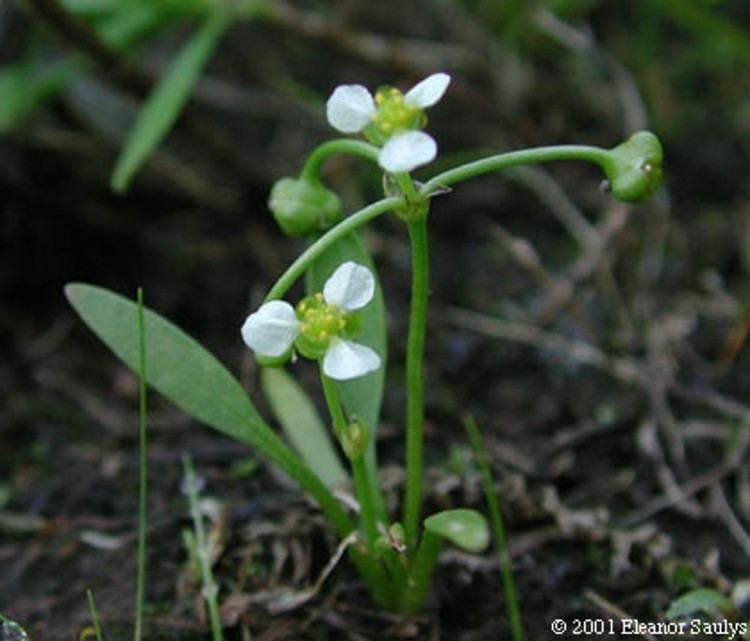 Helanthium Helanthium tenellum dwarf burhead Go Botany