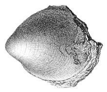Helcionopsis httpsuploadwikimediaorgwikipediacommonsthu