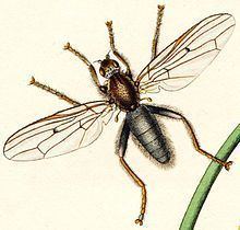 Helcomyzidae httpsuploadwikimediaorgwikipediacommonsthu