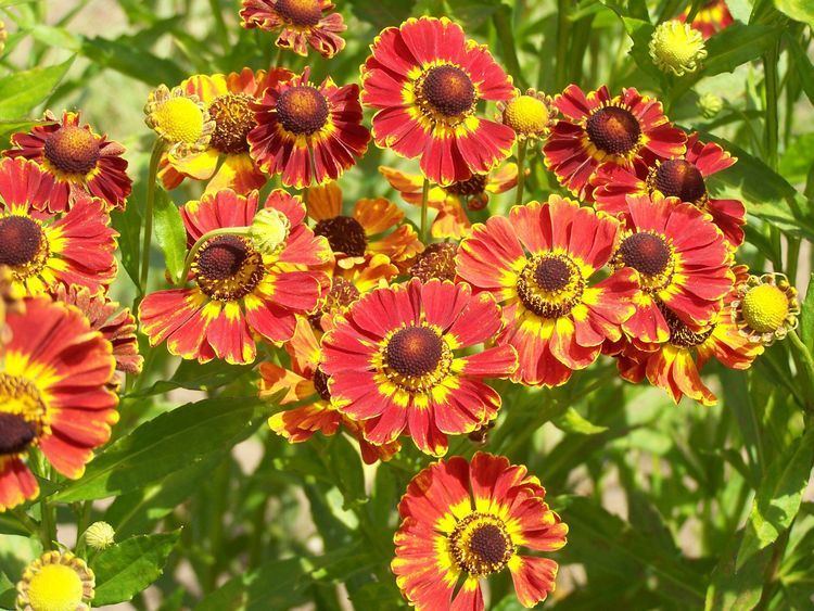 Helenium 1000 images about Helenium on Pinterest Plant sale Best flowers