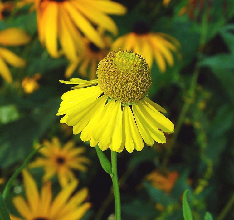 Helenium autumnale Helenium autumnale fall sneezeweed Go Botany