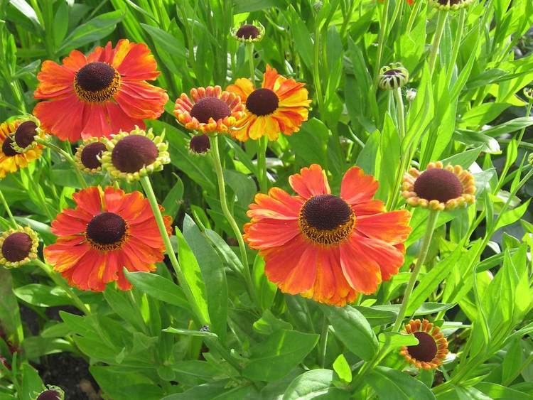 Helenium How to grow heleniums Saga