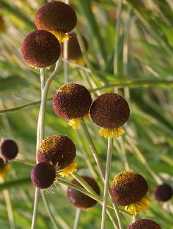 Helenium puberulum Helenium puberulum Buy Online at Annie39s Annuals