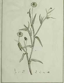 Helenium quadridentatum httpsuploadwikimediaorgwikipediacommonsthu