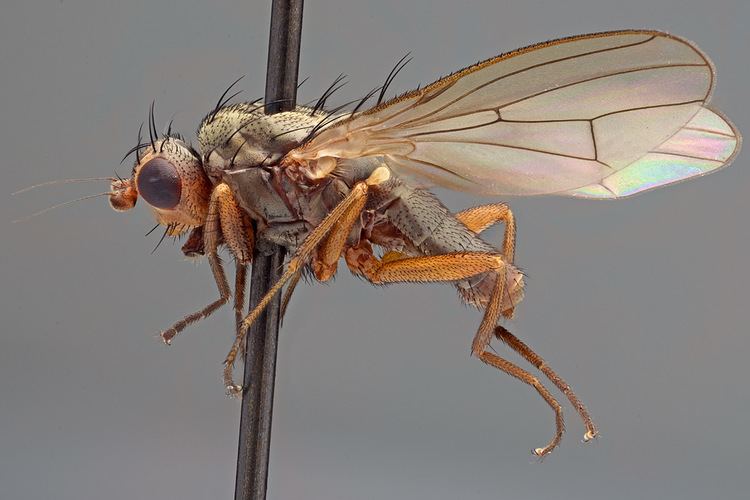 Heleomyzidae Dipterainfo Discussion Forum Heleomyzidae Tephrochlaena