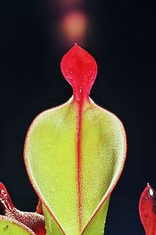 Heliamphora chimantensis httpsuploadwikimediaorgwikipediacommonsthu